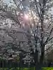 陽月