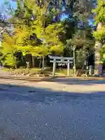 浅間神社(千駄塚)の鳥居