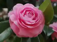 意富比神社の自然