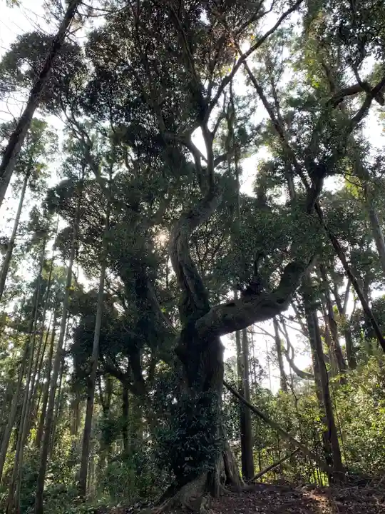 愛宕神社の自然