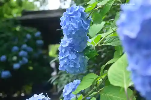 明月院(神奈川県)