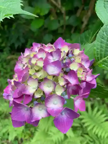 持寳院(多氣山不動尊)の自然