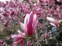 北海道神宮の自然