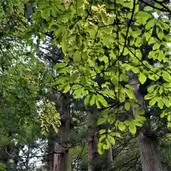 木幡山隠津島神社(二本松市)の自然