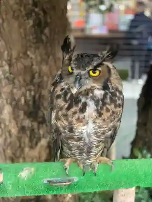 宮地嶽神社の動物