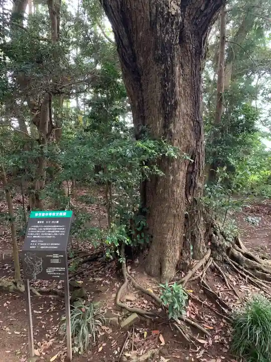 愛宕花園神社の自然