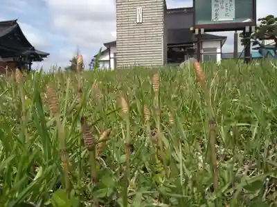 雨竜　専福寺(北海道)
