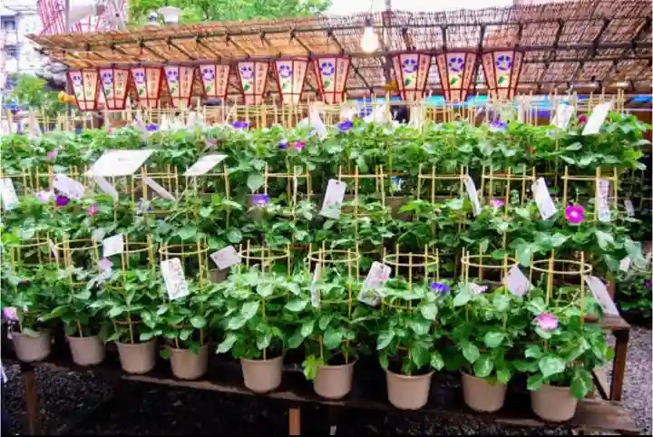 真源寺(入谷鬼子母神)のお祭り