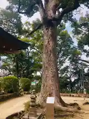 四條畷神社の自然