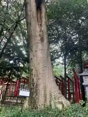 手力雄神社(岐阜県)