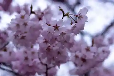 新城藤原神社(長野県)