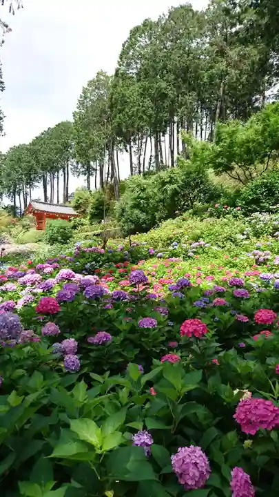 三室戸寺(京都府)