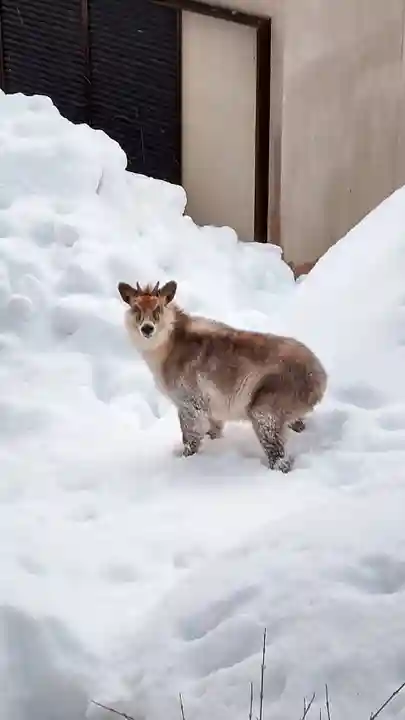 鹿角八坂神社の動物