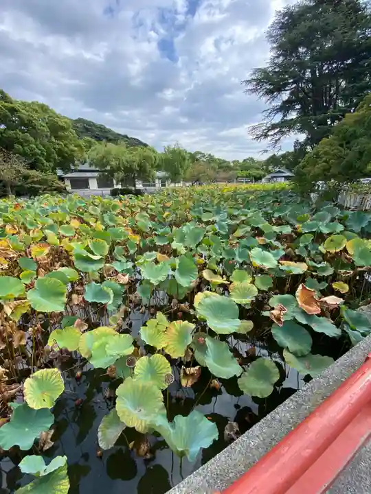 鶴岡八幡宮の自然