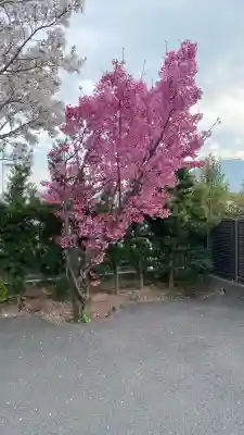 金剛寺の{uncategorized: "未分類", other: "その他", undefined: "問題あり", building: "その他建物", grave: "お墓", sacred_gate: "鳥居", guardian: "狛犬", statue: "像", buddha: "仏像", history: "歴史", nature: "自然", garden: "庭園", animal: "動物", pagoda: "塔", temizu: "手水舎", mountain_gate: "山門・神門", sanctuary: "本殿・本堂", subordinate: "末社・摂社", art: "芸術", scenery: "景色", jizo: "地蔵", ema: "絵馬", goshuin: "御朱印", omikuji: "おみくじ", items: "授与品その他", amulet: "お守り", goshuincho: "御朱印帳", eats: "食事", festival: "お祭り", votive_dance: "神楽", shichigosan: "七五三参", wedding: "結婚式", experience: "体験その他", initially: "初詣", around: "周辺", anti_infection: "感染症対策"}