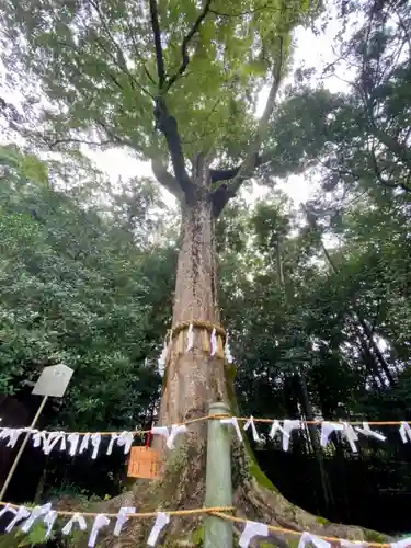 宇治上神社の自然