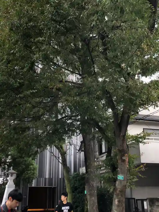 赤城神社の自然