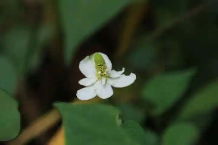 鹿島大神宮の自然