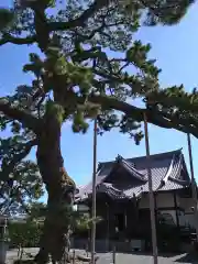 大慶寺の自然