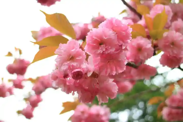 青葉神社の自然