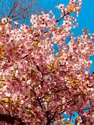 桜神宮の{uncategorized: "未分類", other: "その他", undefined: "問題あり", building: "その他建物", grave: "お墓", sacred_gate: "鳥居", guardian: "狛犬", statue: "像", buddha: "仏像", history: "歴史", nature: "自然", garden: "庭園", animal: "動物", pagoda: "塔", temizu: "手水舎", mountain_gate: "山門・神門", sanctuary: "本殿・本堂", subordinate: "末社・摂社", art: "芸術", scenery: "景色", jizo: "地蔵", ema: "絵馬", goshuin: "御朱印", omikuji: "おみくじ", items: "授与品その他", amulet: "お守り", goshuincho: "御朱印帳", eats: "食事", festival: "お祭り", votive_dance: "神楽", shichigosan: "七五三参", wedding: "結婚式", experience: "体験その他", initially: "初詣", around: "周辺", anti_infection: "感染症対策"}