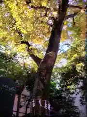 くまくま神社(導きの社 熊野町熊野神社)(東京都)