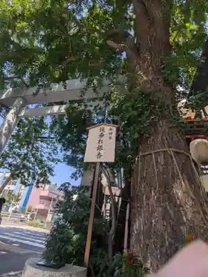 波除神社（波除稲荷神社）(東京都)