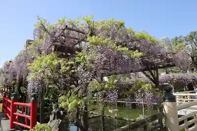 亀戸天神社(東京都)