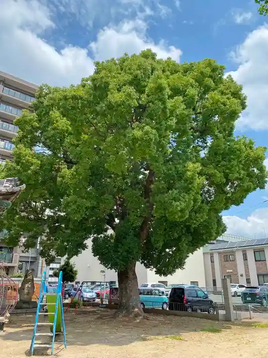 大津神社の自然
