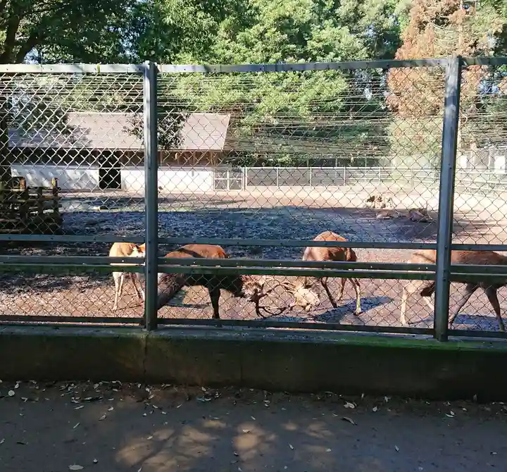鹿島神宮の動物