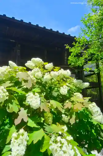 高幡不動尊　金剛寺(東京都)