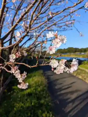 厳島神社(片葉の弁天)の自然