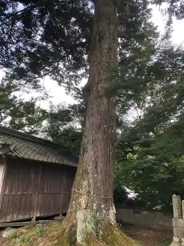 神田神社の自然