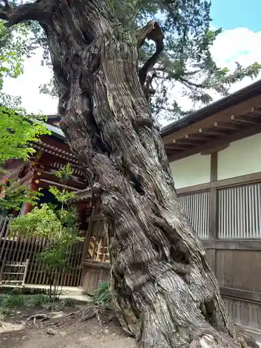 鶴岡八幡宮の自然