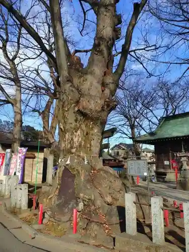 諏訪神社(埼玉県)