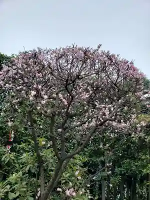 中野沼袋氷川神社(東京都)