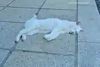 愛宕神社(東京都)