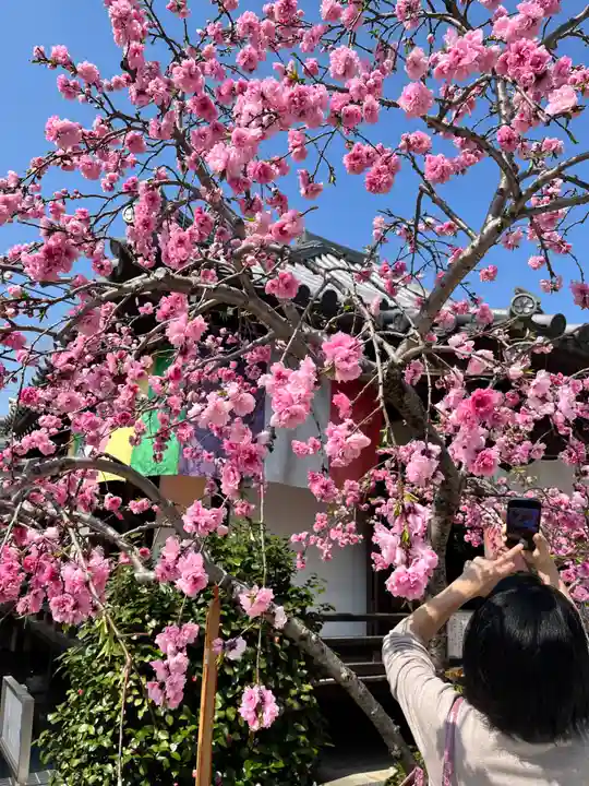 宝勝山 南藏院 蓮光寺(東京都)