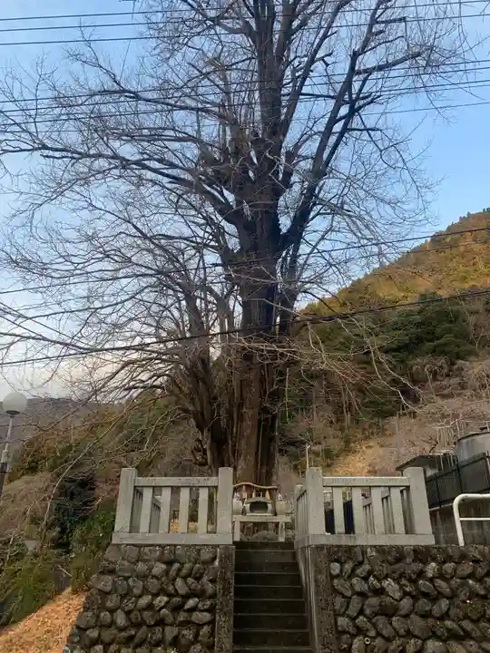 身延山 本行坊の自然