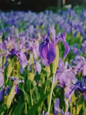 無量寿寺の自然