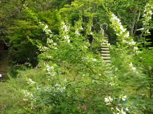 浄光明寺の自然