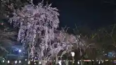 平野神社の自然