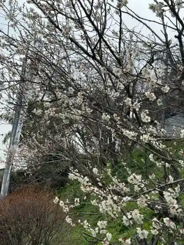 鹿島大神宮の御朱印