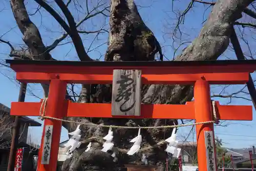 秩父今宮神社の鳥居