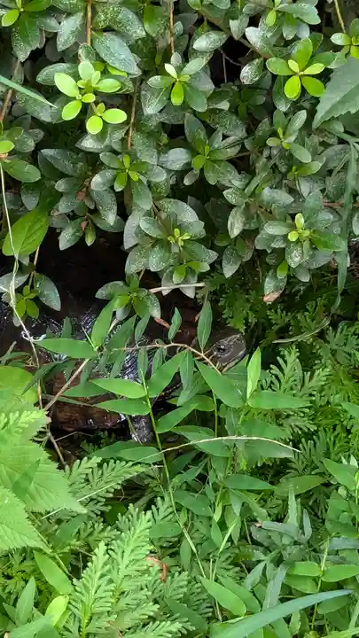 宝蔵寺(京都府)