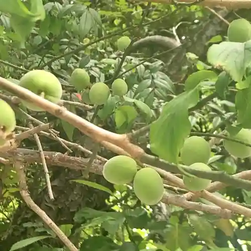 小金井神社の自然