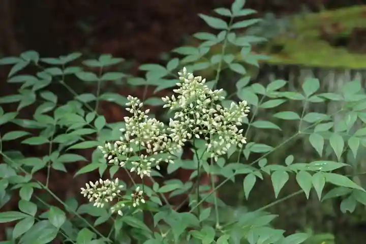 鹿島大神宮の自然
