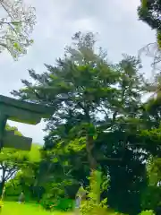 愛宕神社の自然