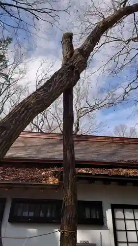新屋山神社の自然