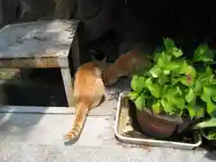 宝山寺の動物